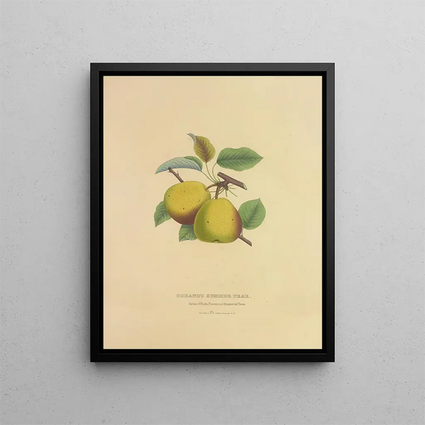 Dellon Marcus Dewey - Osbands Summer Pear.webp
