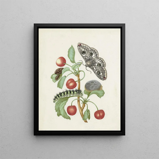 Dorothea Maria Gsell - Metamorphosis of a Small Emperor Moth.webp