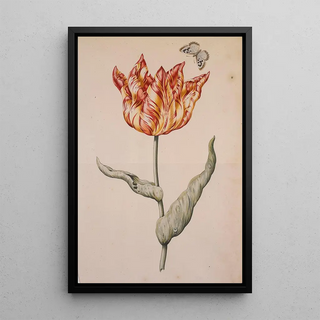Dutch School - A Tulip With A Butterfly.webp