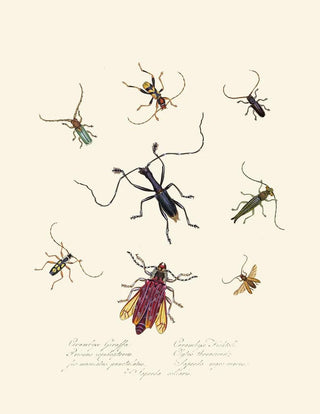 Edward Donovan - An epitome of the natural history of the insects of New Holland New Zealand Pl04.webp