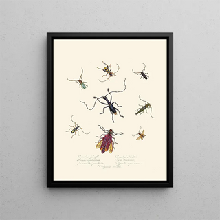 Edward Donovan - An epitome of the natural history of the insects of New Holland New Zealand Pl04.webp