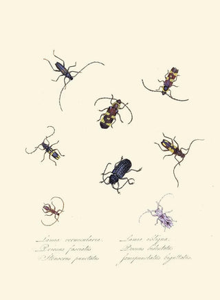 Edward Donovan - An epitome of the natural history of the insects of New Holland New Zealand Pl05.webp