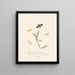 Yleiskatsaus Uuden-Hollannin ja Uuden-Seelannin hyönteisten luonnollisesta historiasta Pl08 - Edward Donovan — kehystetty taideteos seinällä