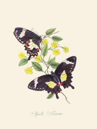 Edward Donovan - An epitome of the natural history of the insects of New Holland New Zealand Pl12.webp