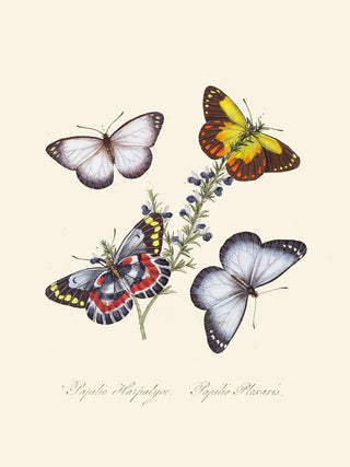 Edward Donovan - An epitome of the natural history of the insects of New Holland New Zealand Pl17.webp