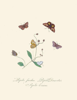 Edward Donovan - An epitome of the natural history of the insects of New Holland New Zealand Pl30.webp