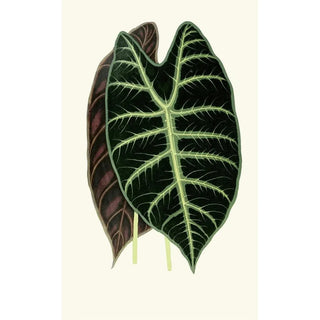 Edward Joseph Lowe - Alocasia Lowii.webp