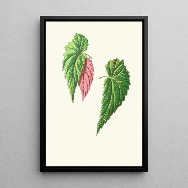 Edward Joseph Lowe - Begonia Falcifolia.webp