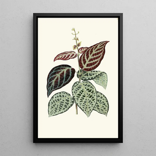 Edward Joseph Lowe - Bignonia ArgyroViolascens.webp