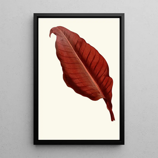 Edward Joseph Lowe - Canna Atronigricans.webp