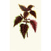 Coleus Verschaffelt - Edward Joseph Lowe — näkymä teoksesta