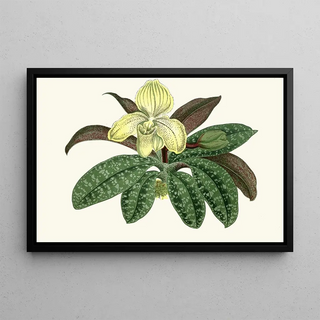 Edward Joseph Lowe - Cypripedium Concolor.webp