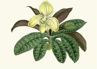 Edward Joseph Lowe - Cypripedium Concolor.webp
