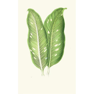 Edward Joseph Lowe - Dieffenbachia Baraquiniana.webp