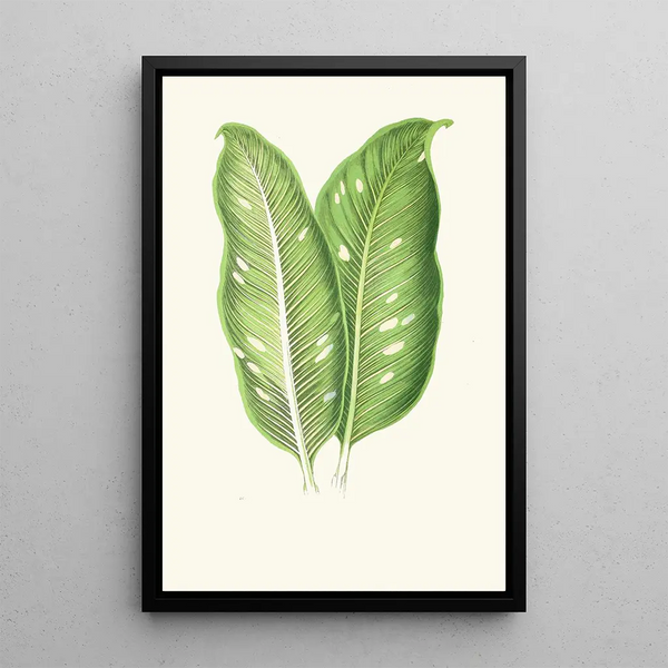 Dieffenbachia Baraquiniana - Edward Joseph Lowe — kehystetty taideteos seinällä