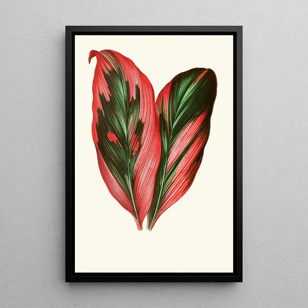 Dracaena Terminalis - Edward Joseph Lowe — kehystetty taideteos seinällä