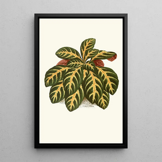 Edward Joseph Lowe - Eranthemum Igneum.webp