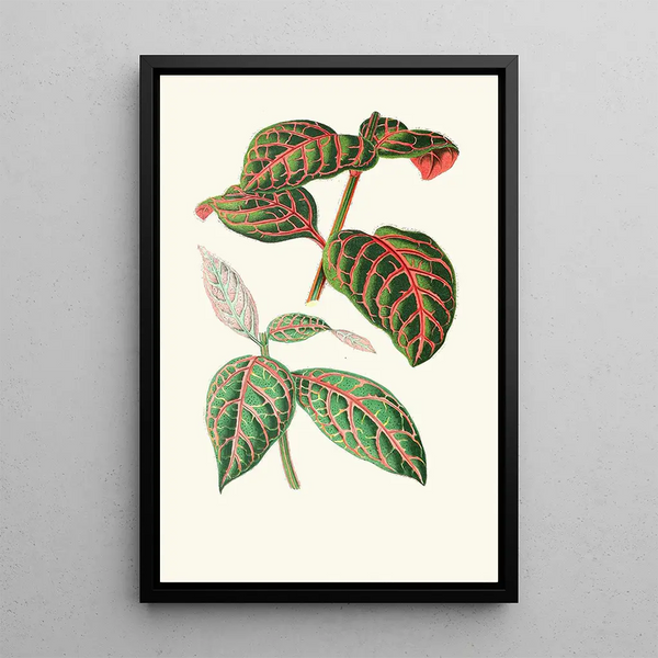 Eranthemum Sanguinolentum - Edward Joseph Lowe — kehystetty taideteos seinällä