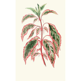Edward Joseph Lowe - Hibiscus Cooperi.webp