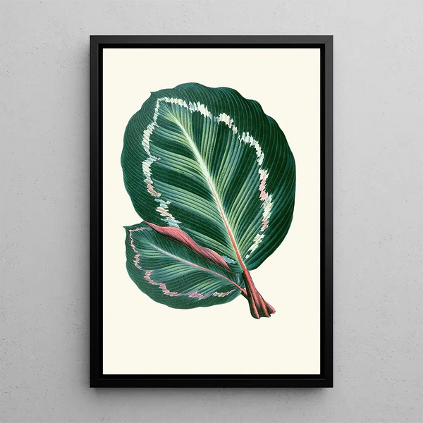 Maranta Illustris - Edward Joseph Lowe — kehystetty taideteos seinällä