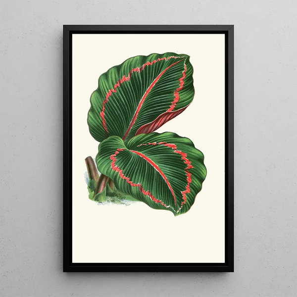 Maranta RoseoPicta - Edward Joseph Lowe — kehystetty taideteos seinällä