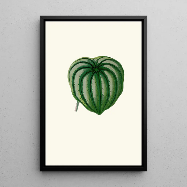 Peperomia Argyrea - Edward Joseph Lowe — kehystetty taideteos seinällä