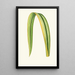 Maalauksen jäljennös Phormium Tenax - Edward Joseph Lowe