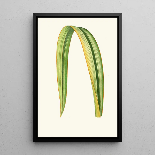 Maalauksen jäljennös Phormium Tenax - Edward Joseph Lowe