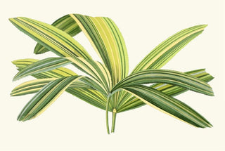 Edward Joseph Lowe - Rhapis Flabelliformis.webp