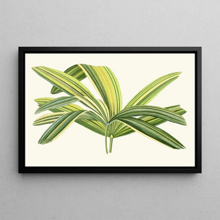 Edward Joseph Lowe - Rhapis Flabelliformis.webp