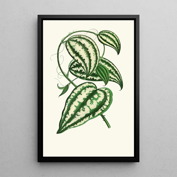 Smilax Macrophylla - Edward Joseph Lowe — kehystetty taideteos seinällä