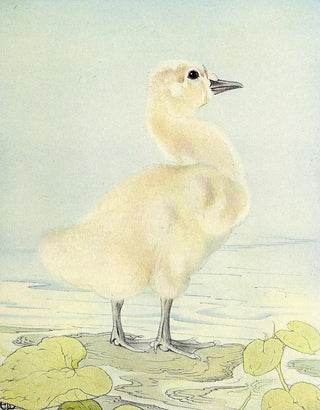 Edward Julius Detmold - The Cygnet.webp