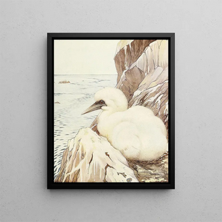 Edward Julius Detmold - The Gannet.webp