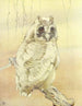Le Hibou moyen-duc - Edward Julius Detmold — näkymä teoksesta