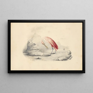 Edward Lear - A flamingo.webp