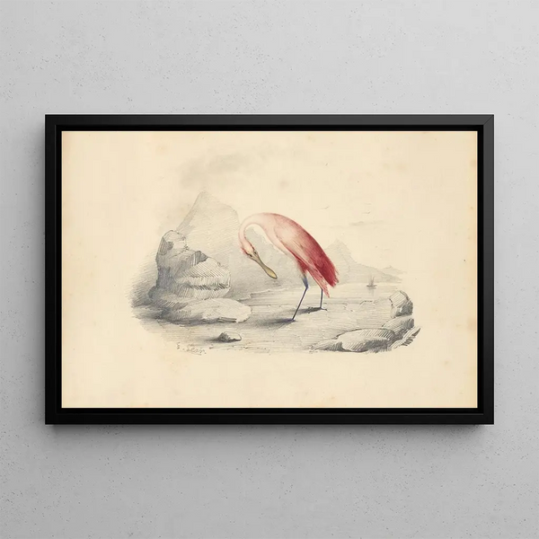 Un flamingo - Edward Lear — kehystetty taideteos seinällä