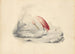 Un flamingo - Edward Lear — näkymä teoksesta