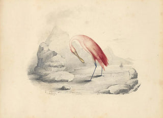 Edward Lear - A flamingo.webp