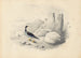 Un harle - Edward Lear — näkymä teoksesta