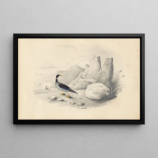 Edward Lear - A merganser.webp