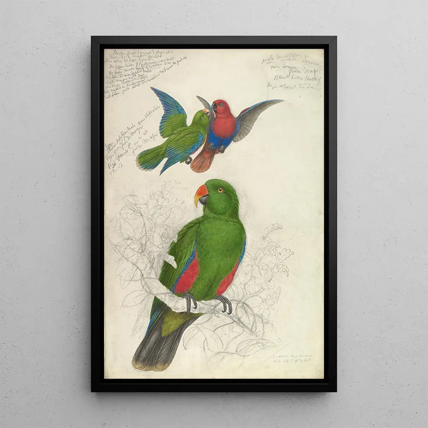 Maalauksen jäljennös Eclectus Roratus Polychloros - Edward Lear