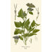 Ageratum coeruleum - Edward Step — näkymä teoksesta