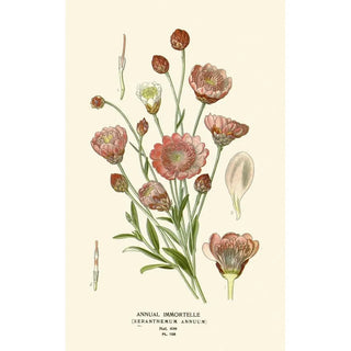 Edward Step - Annual Immortelle.webp