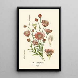 Edward Step - Annual Immortelle.webp