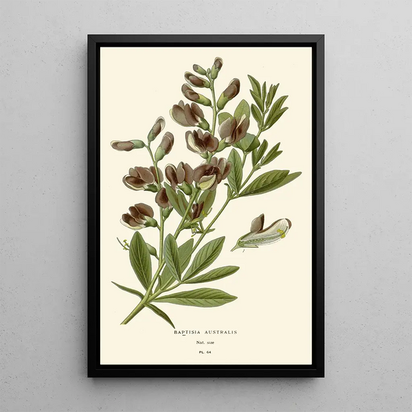 Maalauksen jäljennös Baptisia australis - Edward Step