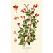 Begonian fuchsioides - Edward Step — näkymä teoksesta