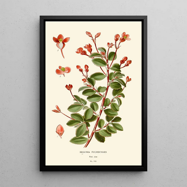 Begonian fuchsioides - Edward Step — kehystetty taideteos seinällä