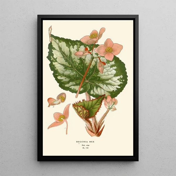 Maalauksen jäljennös Begonia rex - Edward Step