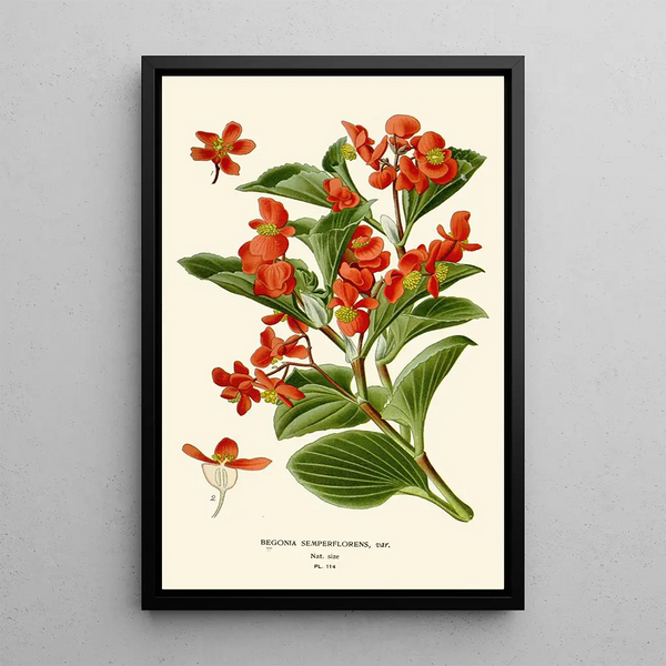 Bégonia semperflorens - Edward Step — kehystetty taideteos seinällä