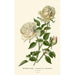 Rose Bourbon Malmaison-muisto - Edward Step — näkymä teoksesta